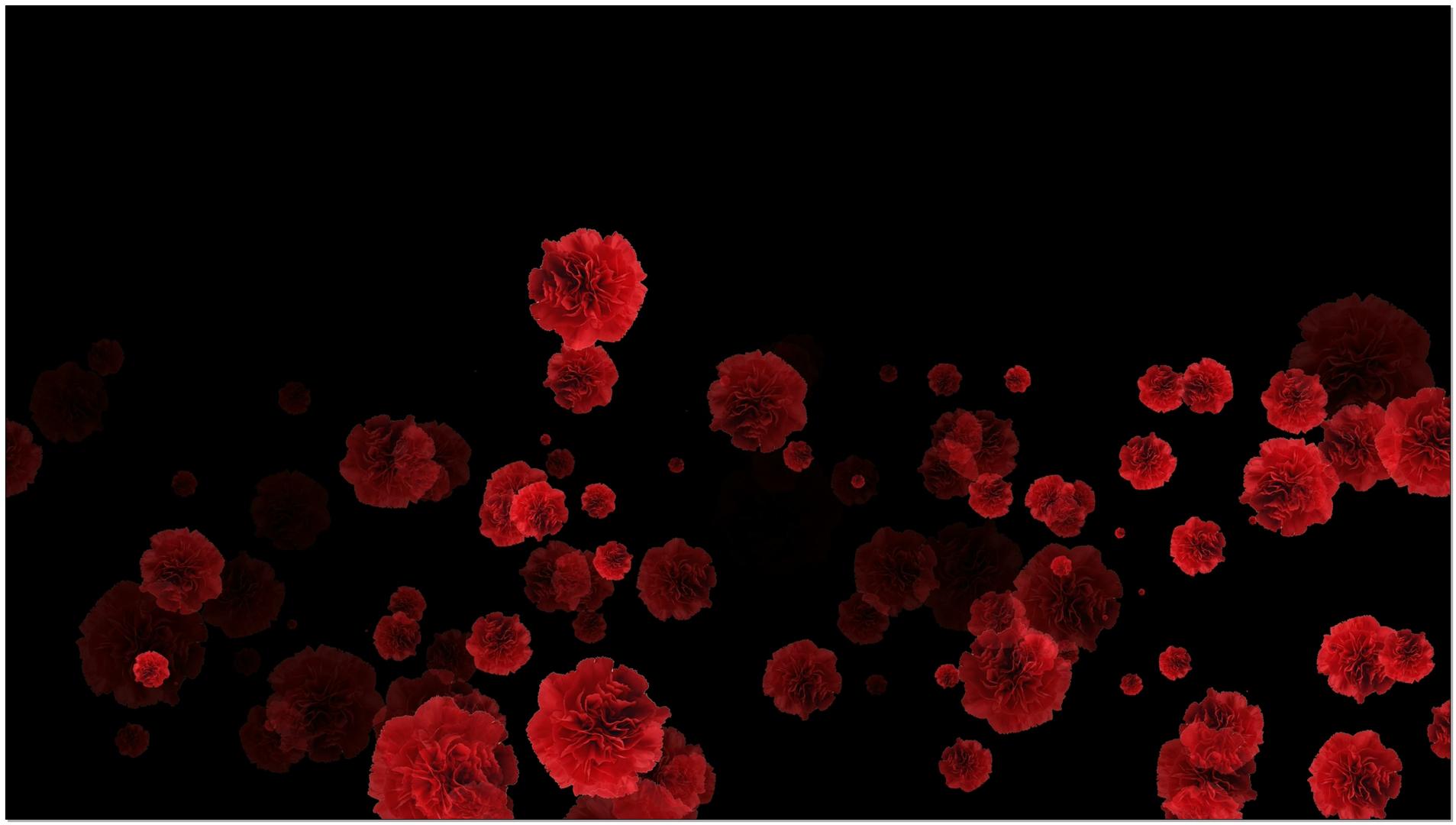 大红花素材（带透明通道）视频的预览图