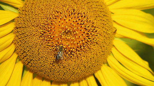 向日葵中的蜜蜂视频的预览图