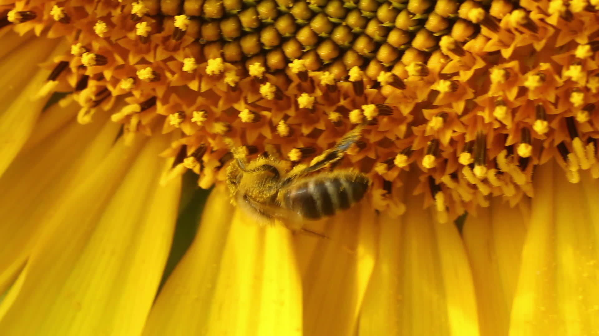 向日葵中的蜜蜂视频的预览图
