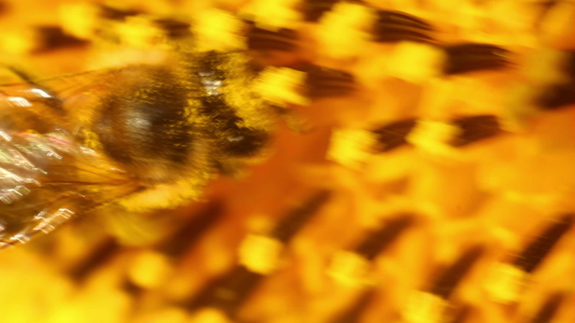 在向日葵中的蜜蜂视频的预览图