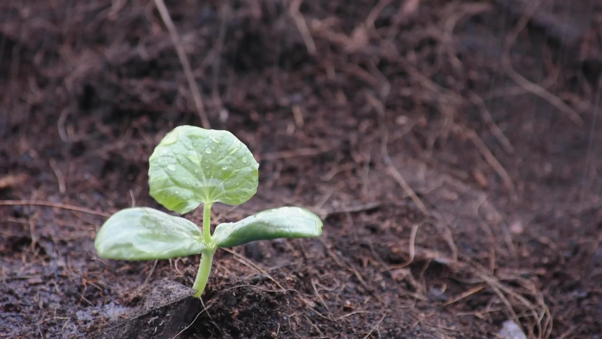 瓜苗生长在地上的种子视频的预览图