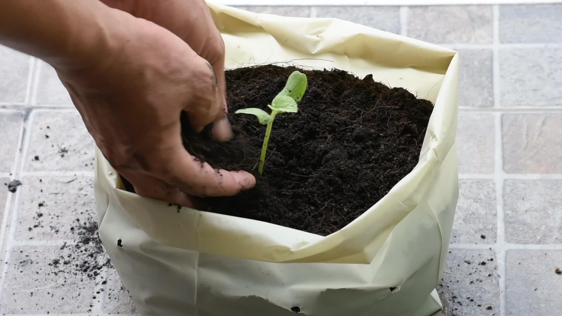 从塑料袋中的地面种子中生长出来的瓜苗可以用手捡起土壤从而增加树木上的土壤视频的预览图