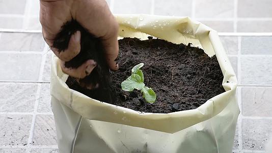 瓜苗生长在塑料袋中的地面种子中视频的预览图