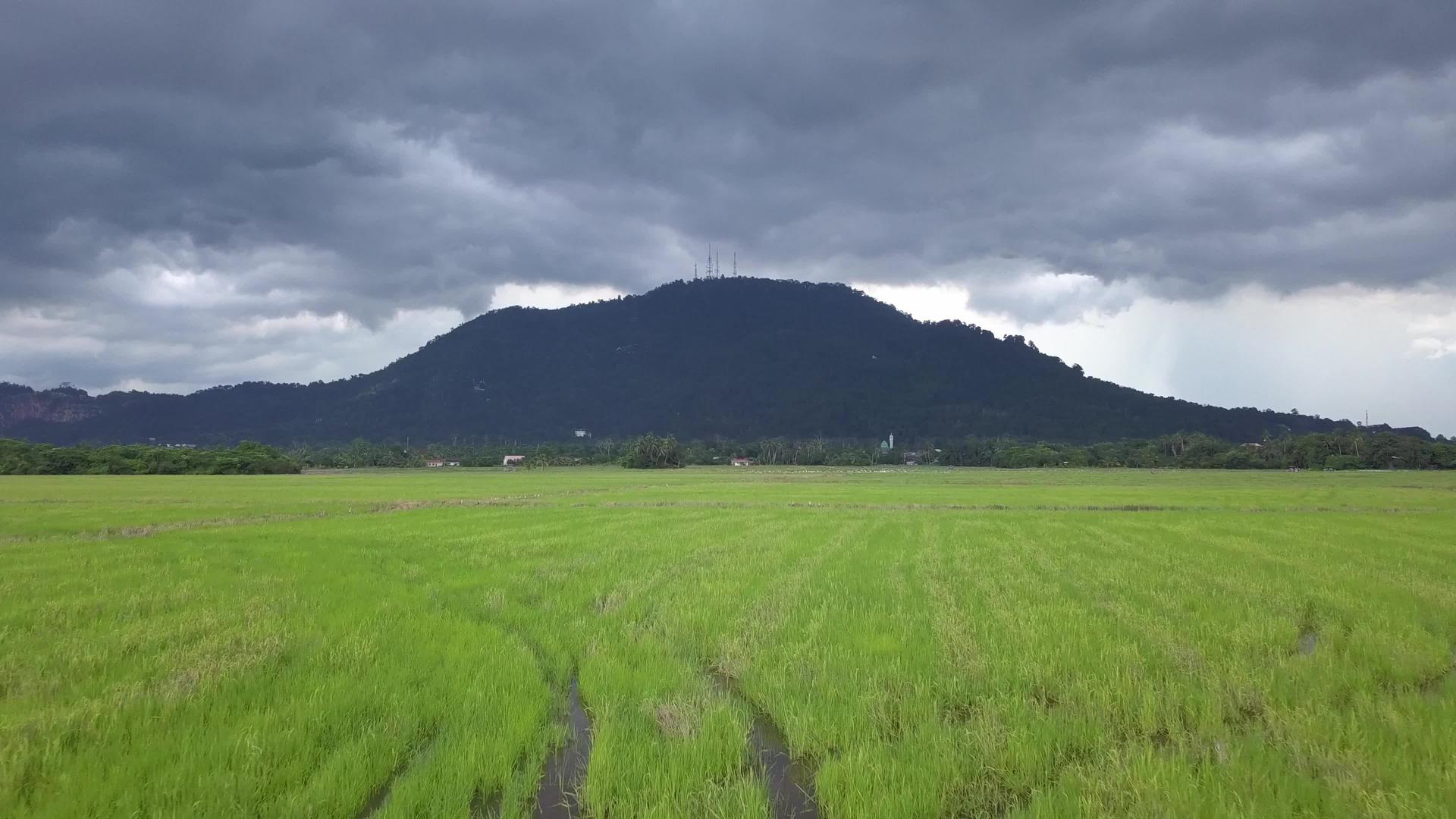 绿色收获的稻田在空中飞行视频的预览图