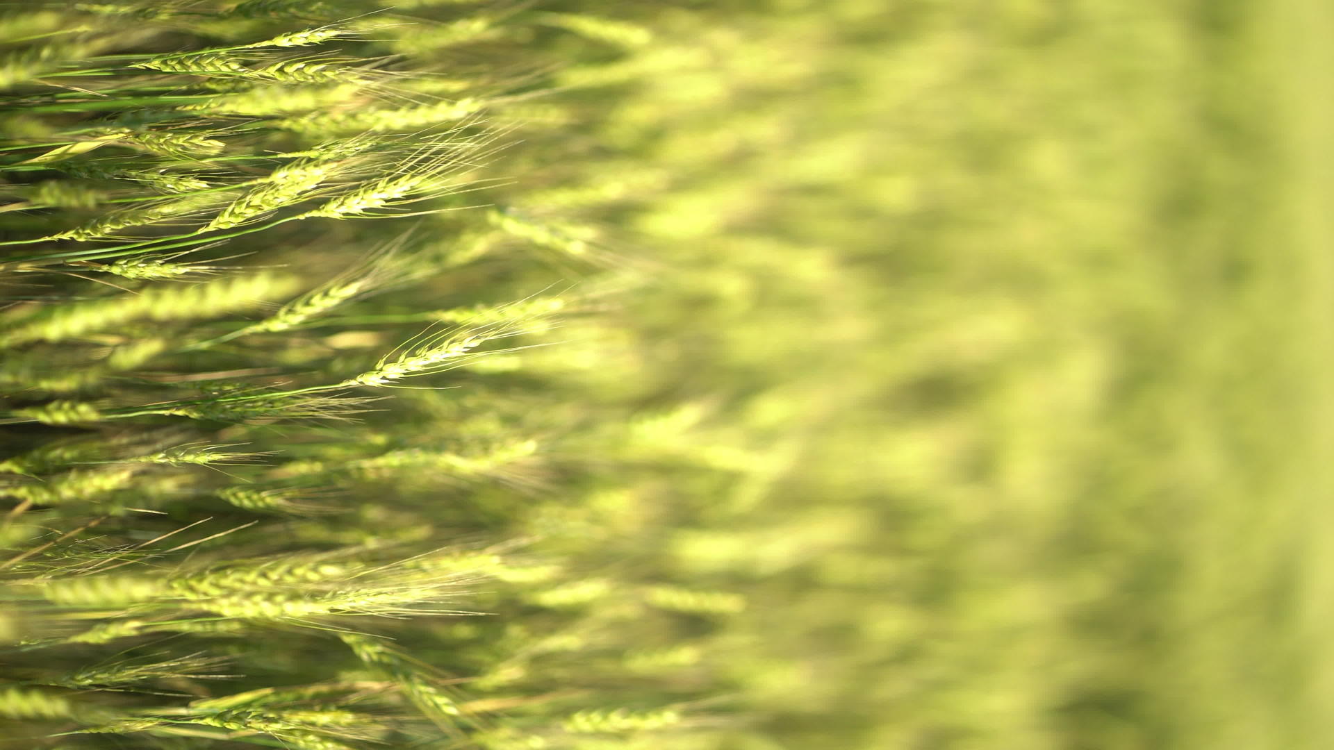 风中爆炸的天然绿色小麦尾巴视频的预览图