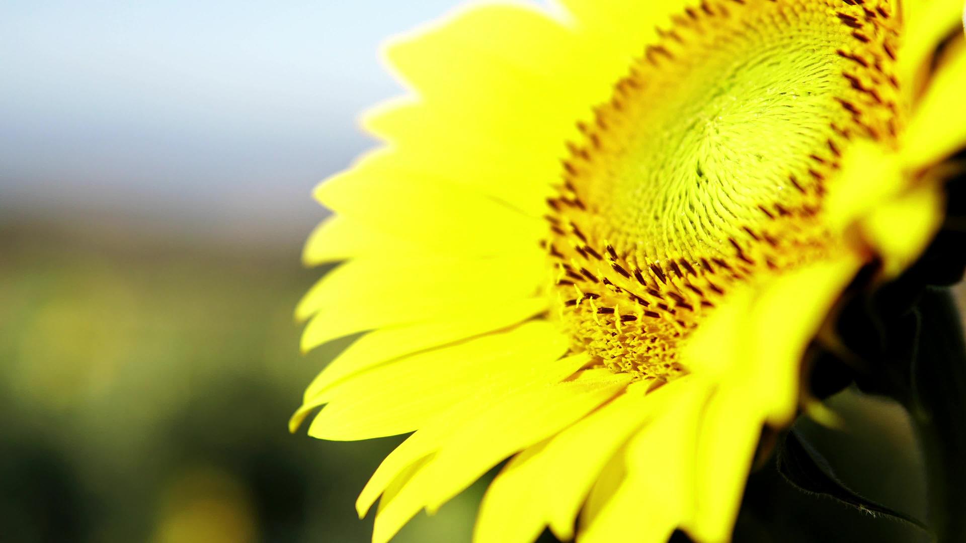 夏天向日葵领域一阵微风一朵美丽的花在前景中在焦点中视频的预览图