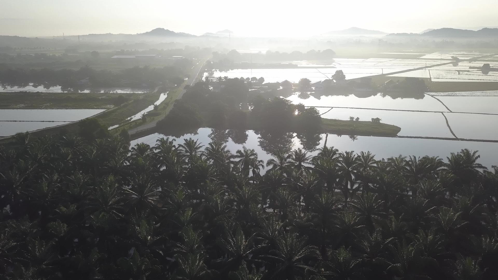 洪水稻田附近的空中油棕榈树视频的预览图