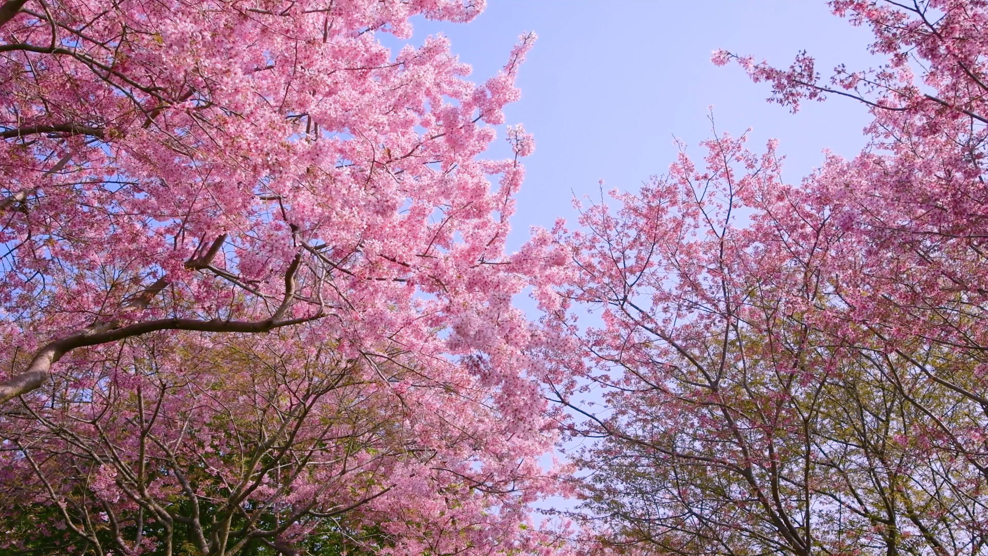 樱花盛开4K视频的预览图