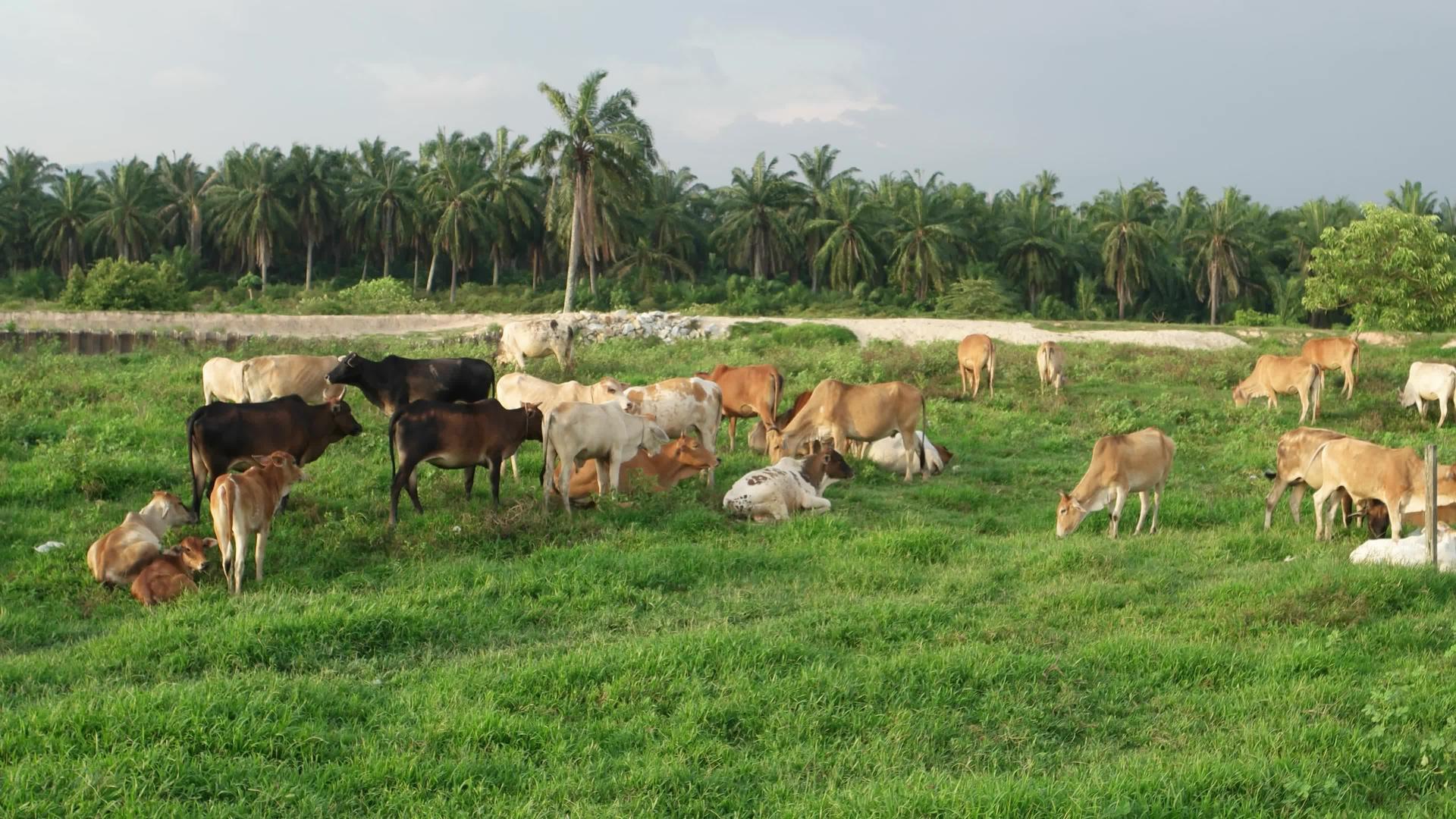 奶牛在户外活动靠近油棕榈视频的预览图