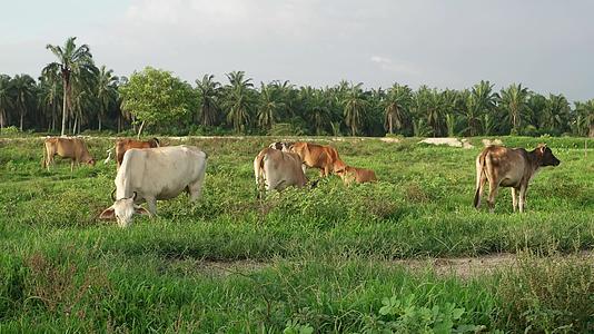 牛在开阔的田野里吃草视频的预览图