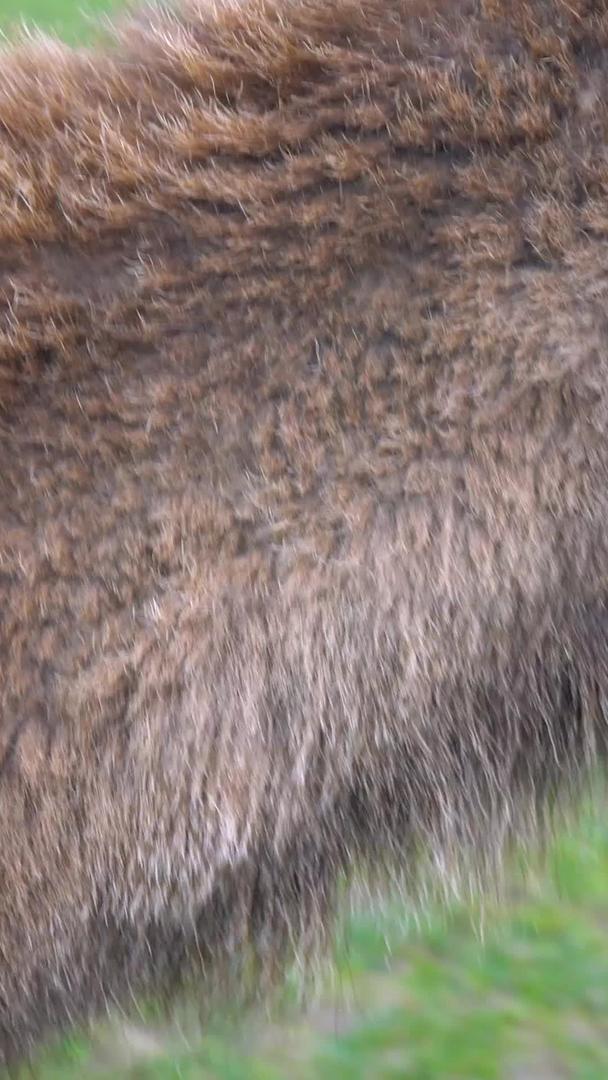 鹿院饲养鹿实拍合集视频的预览图