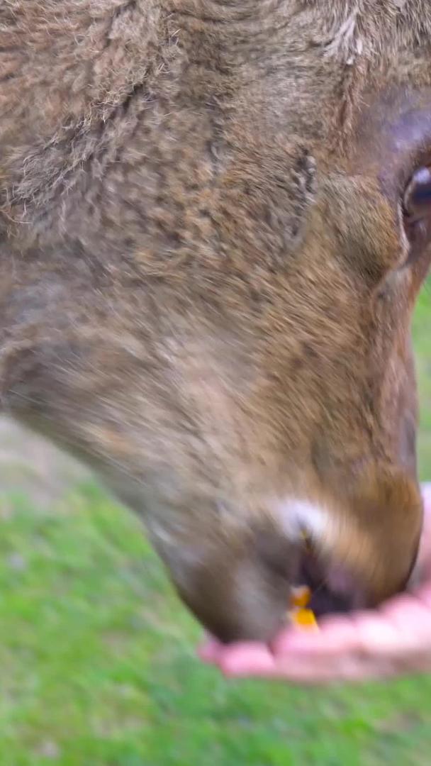 鹿院饲养鹿实拍合集视频的预览图