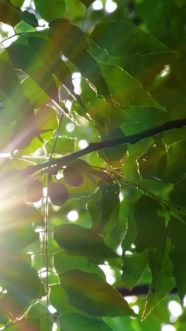 美丽的逆光阳光盛夏树叶透光阳光太阳光太阳光视频的预览图