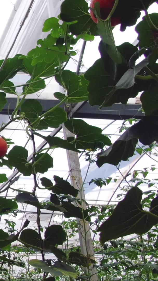 温室有机蔬菜南瓜走廊视频的预览图