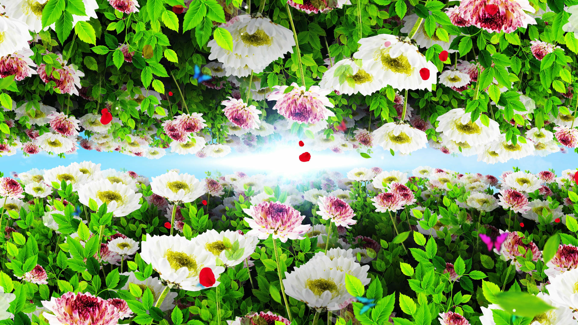 4K唯美的菊花背景素材视频的预览图