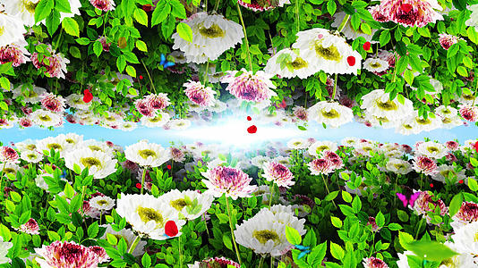 4K唯美的菊花背景素材视频的预览图