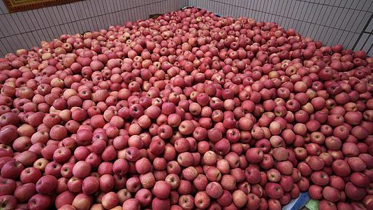 陕西新鲜红富士苹果农户一站式收购素材视频的预览图
