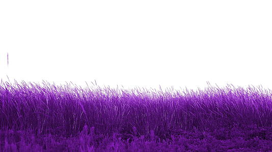 美丽的草地紫视频的预览图