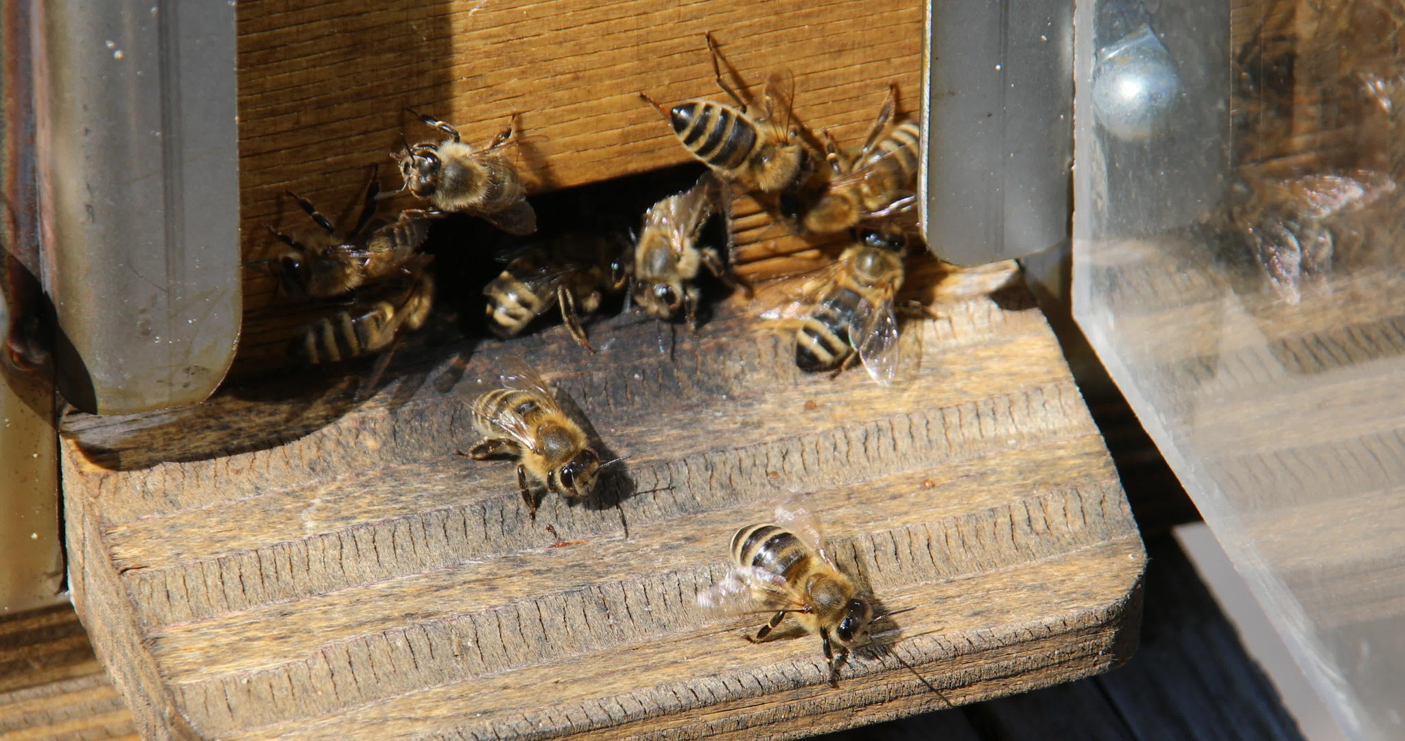 蜜蜂正在建造蜂窝视频的预览图