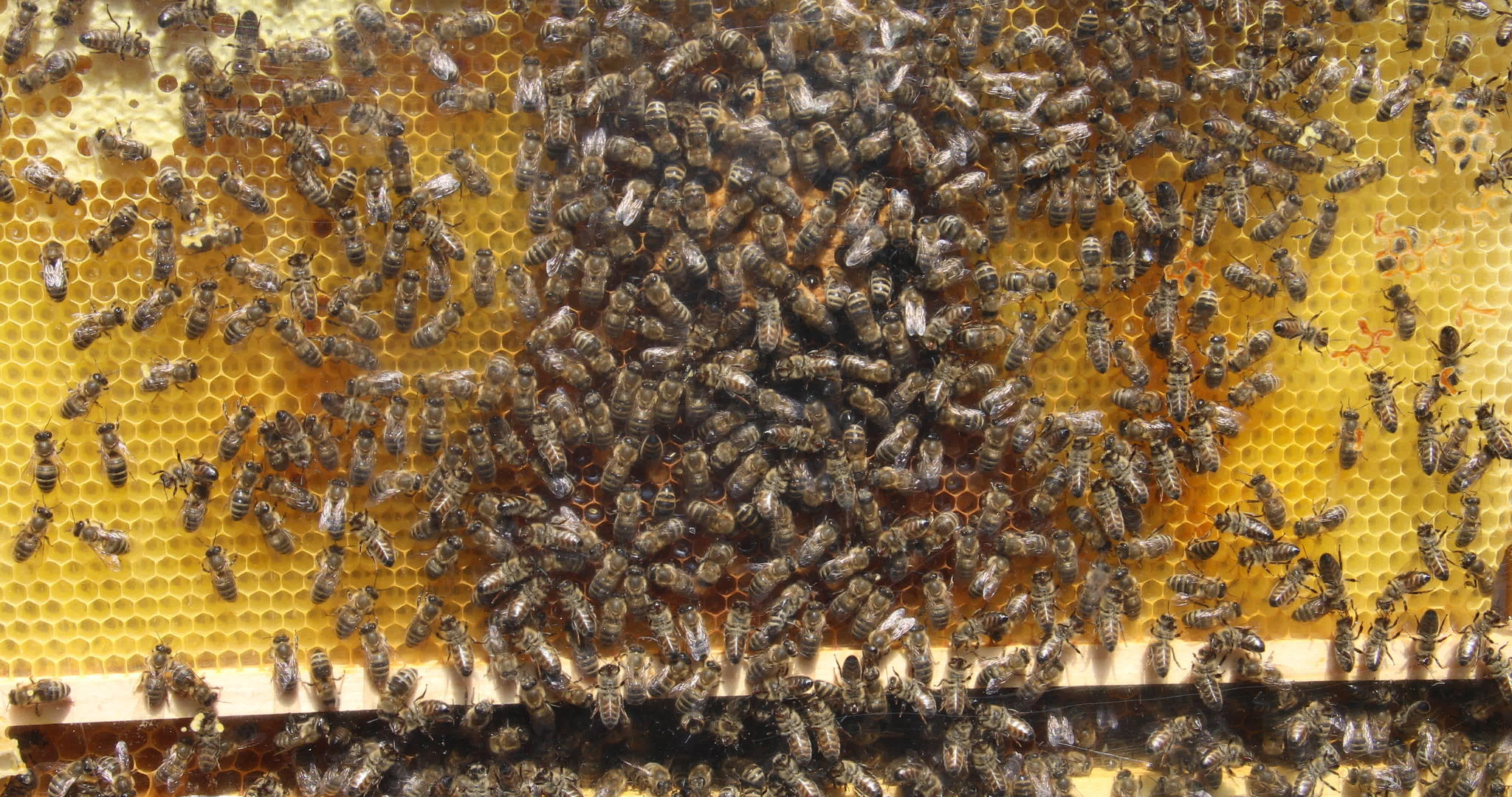 蜜蜂正在建造蜂窝和喂养视频的预览图