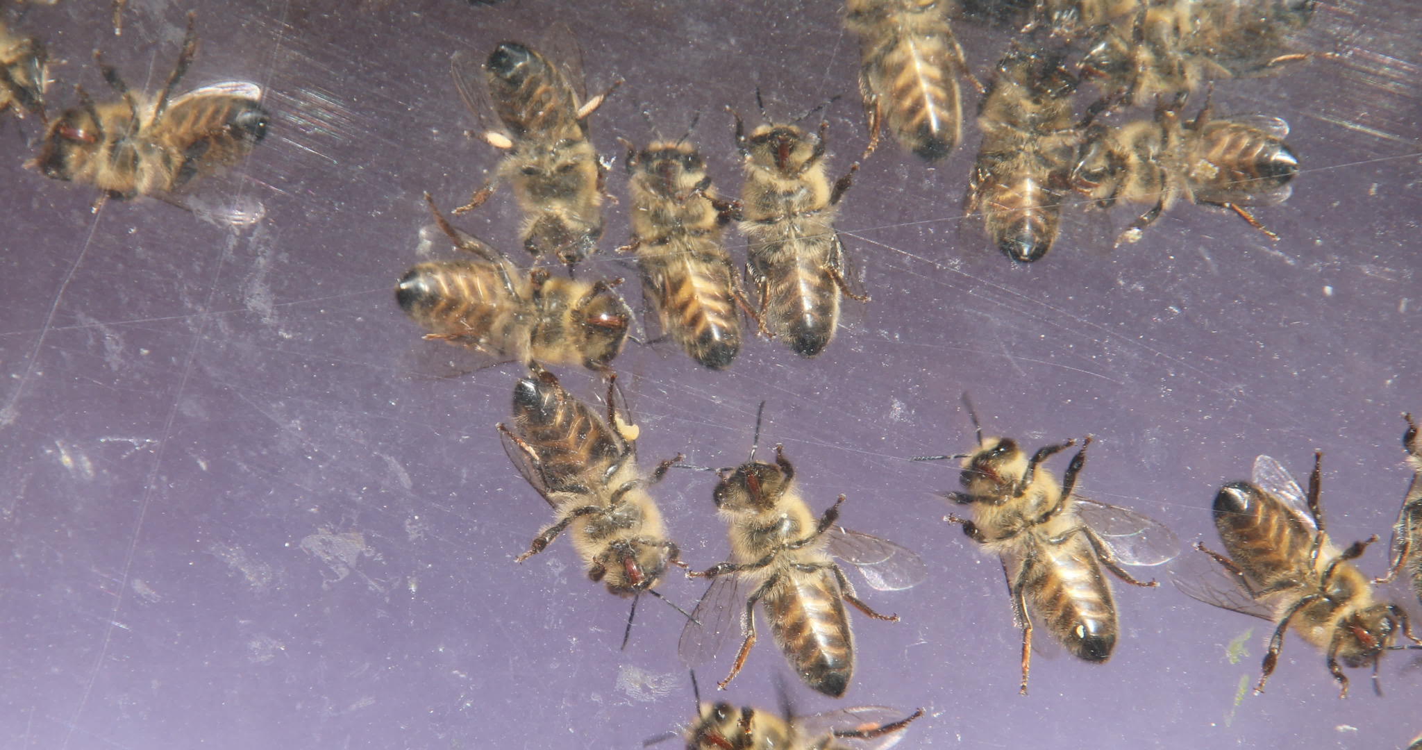蜜蜂在蜂窝周围嗡嗡作响视频的预览图