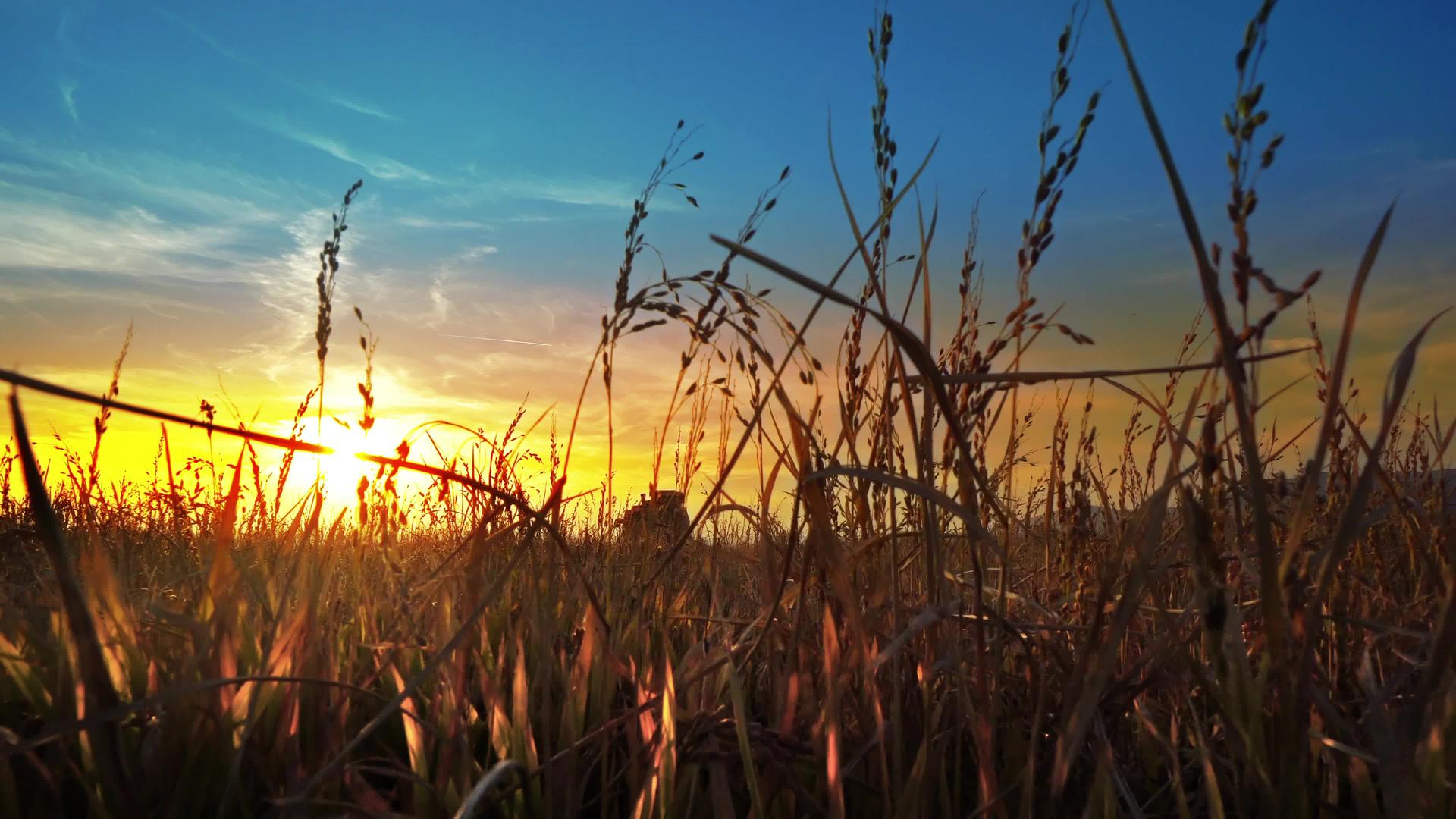 日落时小麦稻穗与背景的联合收割机视频的预览图