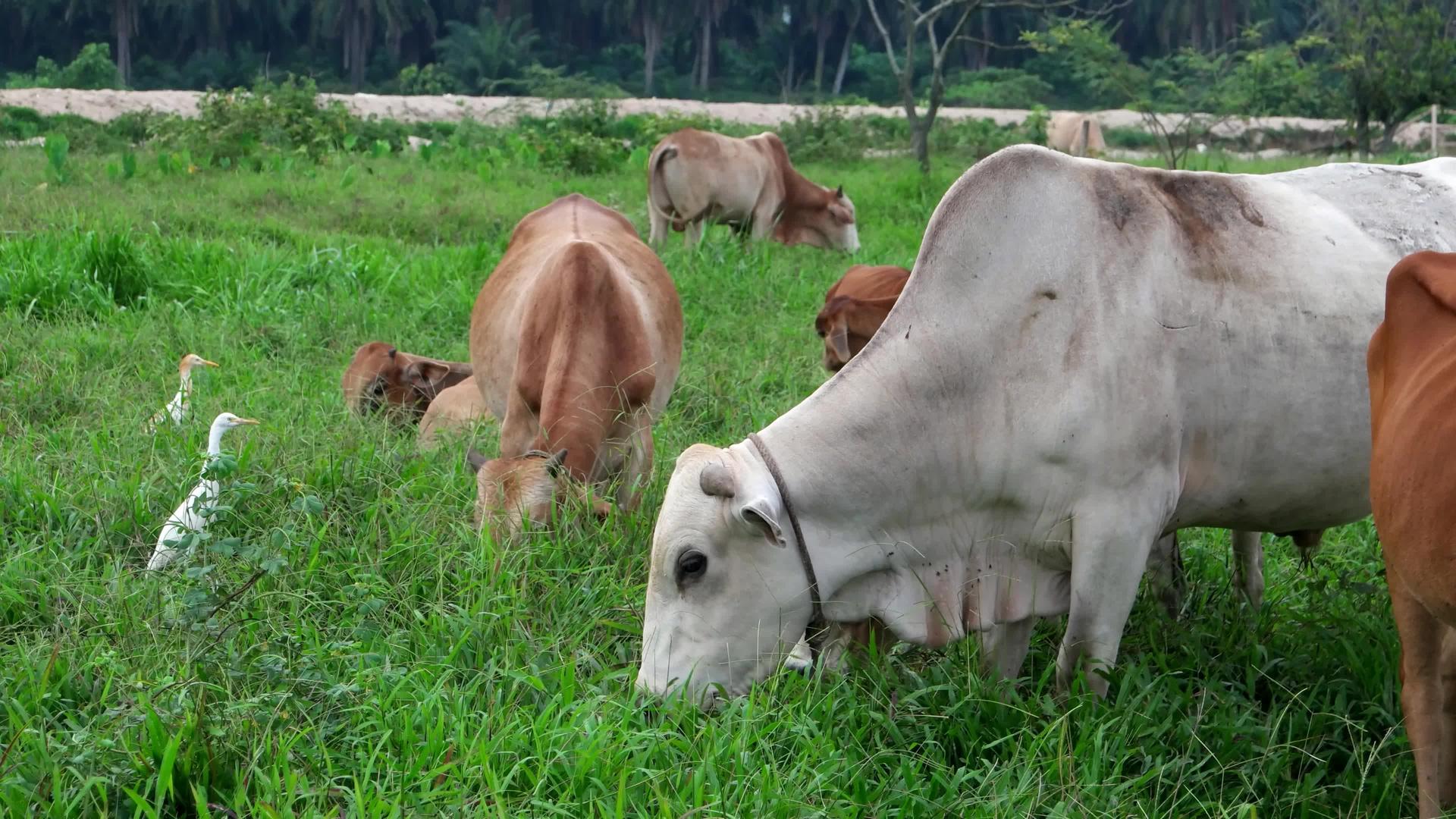 牛在绿田里吃草视频的预览图