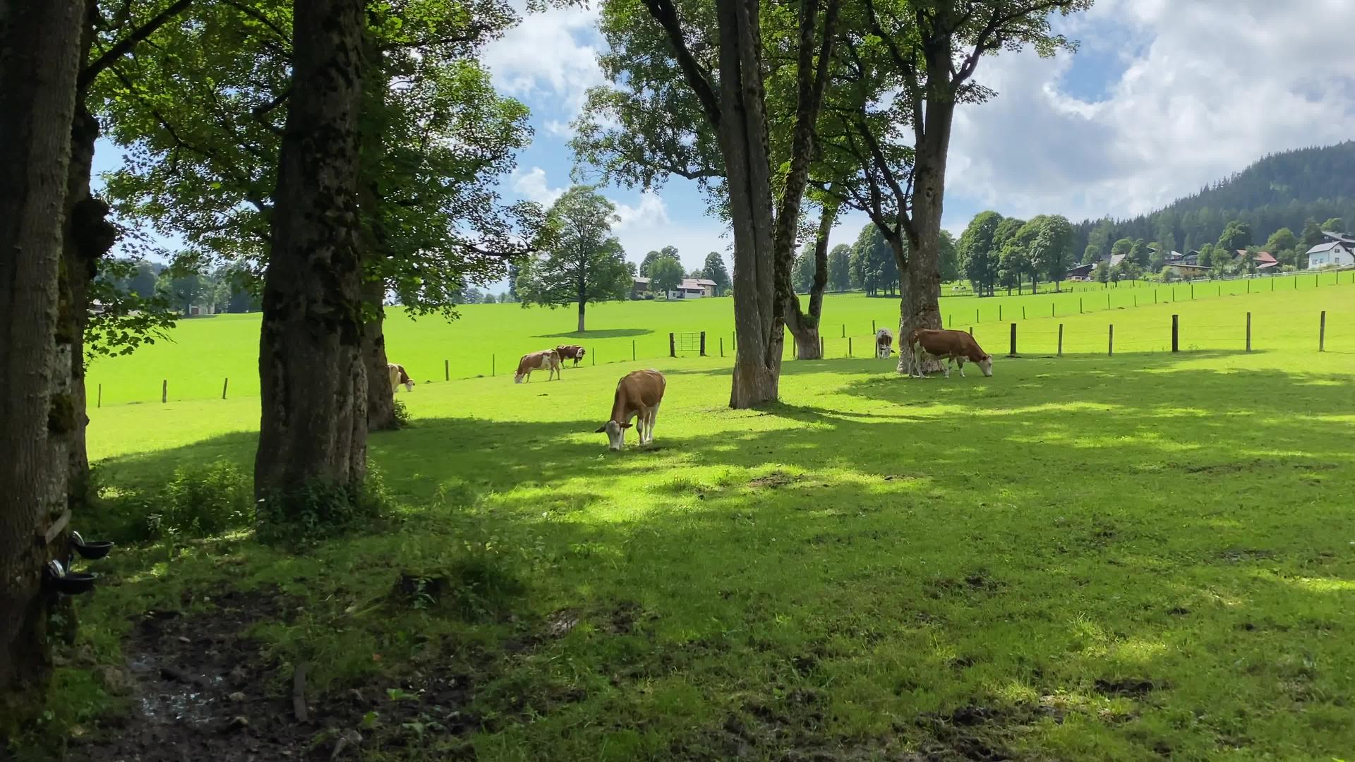 草地上有牛阿司匹林里有拉马苏和达克斯坦视频的预览图