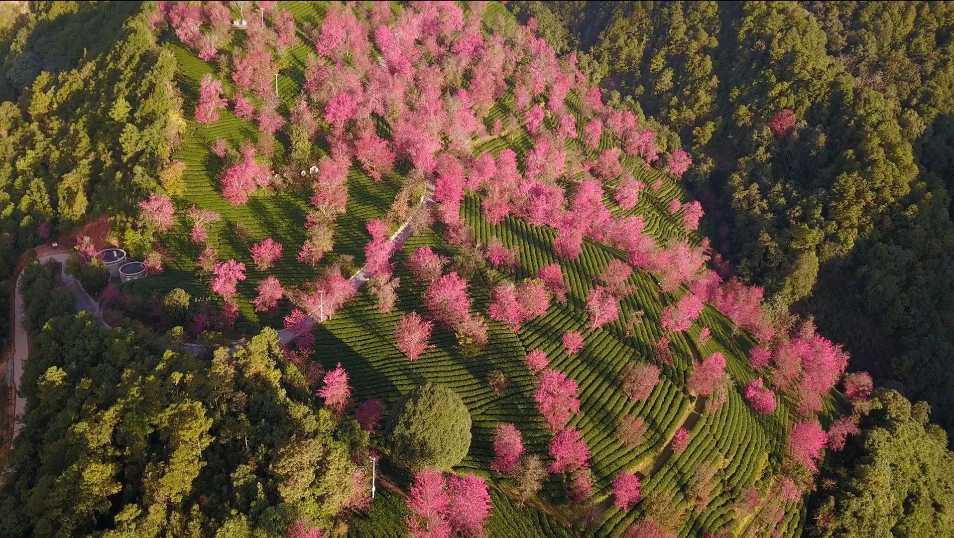 春季大理无量山樱花茶山粉色航拍视频的预览图