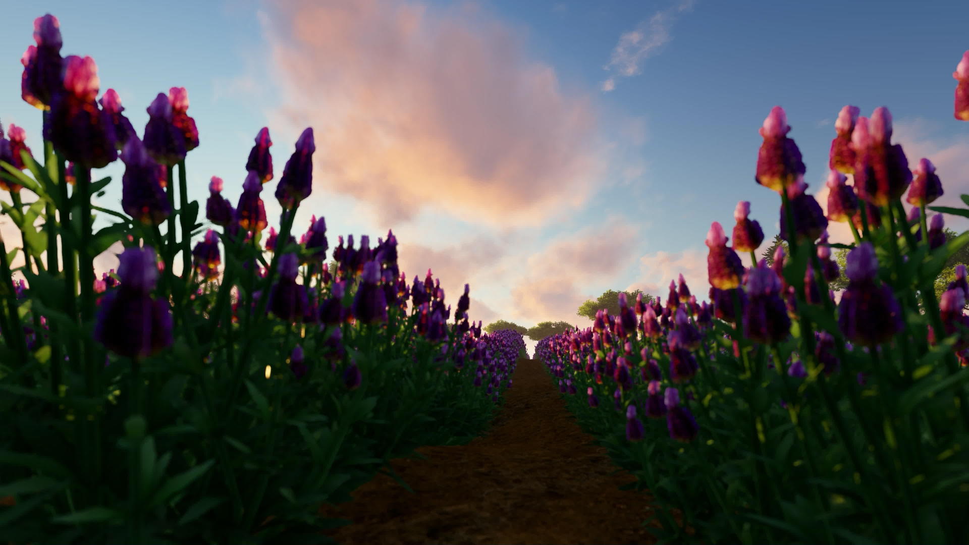 在日落时美丽的紫色花粉田视频的预览图