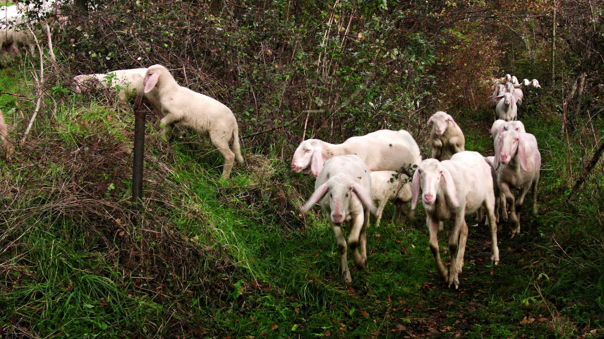 牧草上的山羊沿着高山山路行走视频的预览图