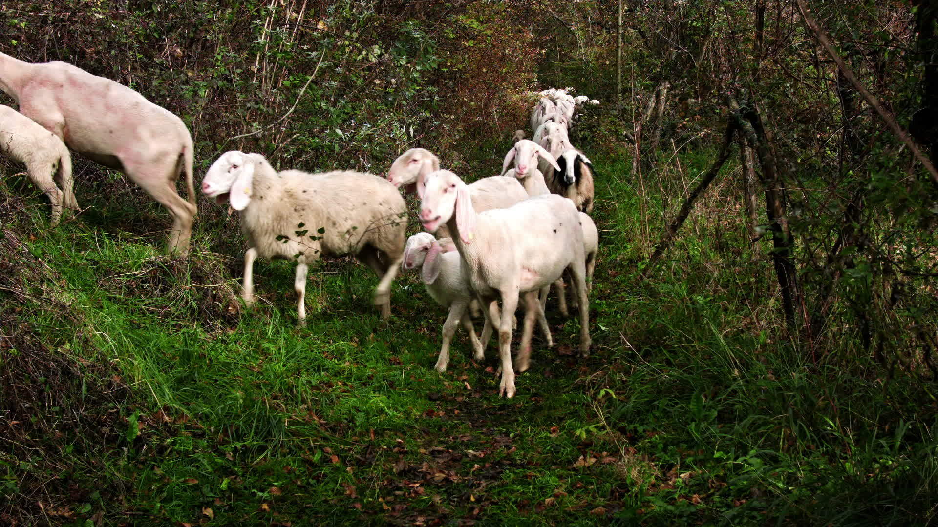牧草上的山羊沿着高山山路行走视频的预览图