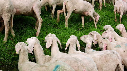 牧羊群的山羊视频的预览图