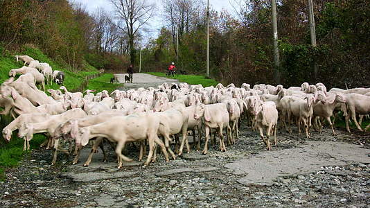 山羊在高山路的牧场上放牧视频的预览图