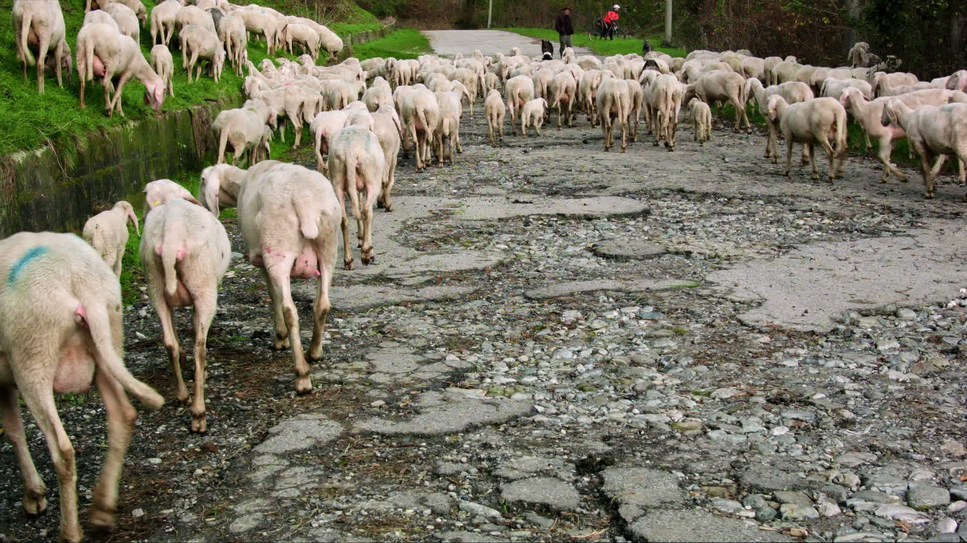 山羊在高山路上视频的预览图