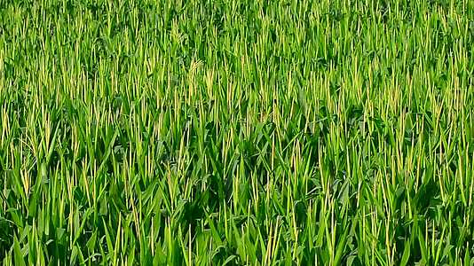 微风中田地玉米的高角视图视频的预览图