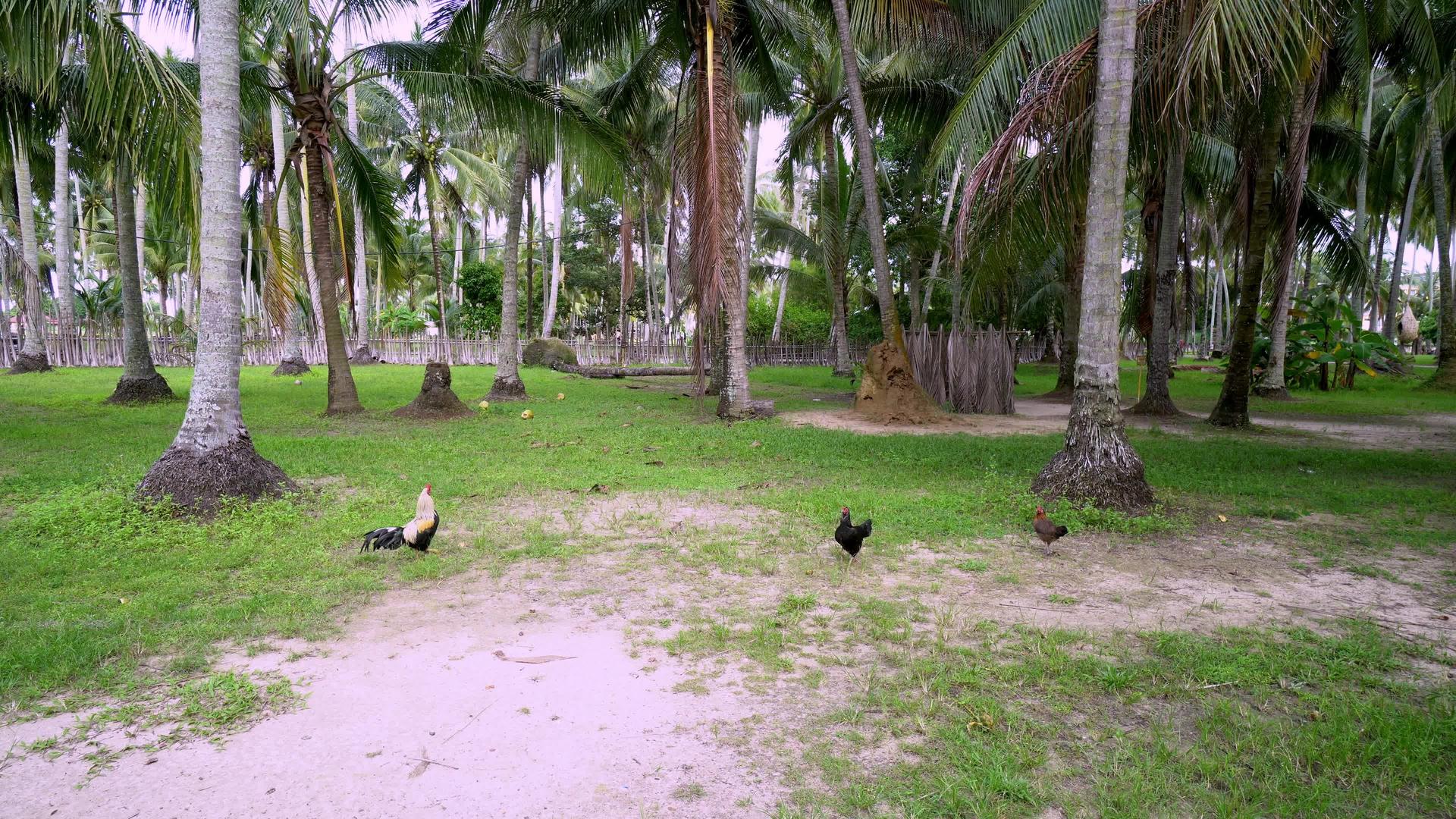 在椰子种植场散步视频的预览图