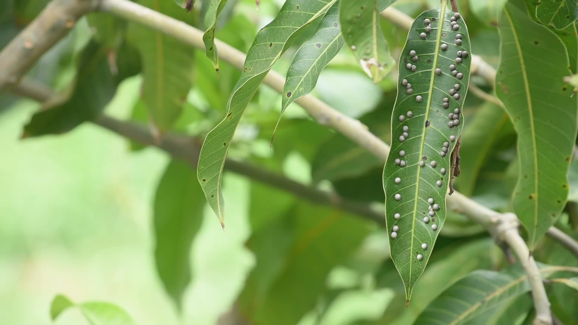 芒果叶疾病视频的预览图