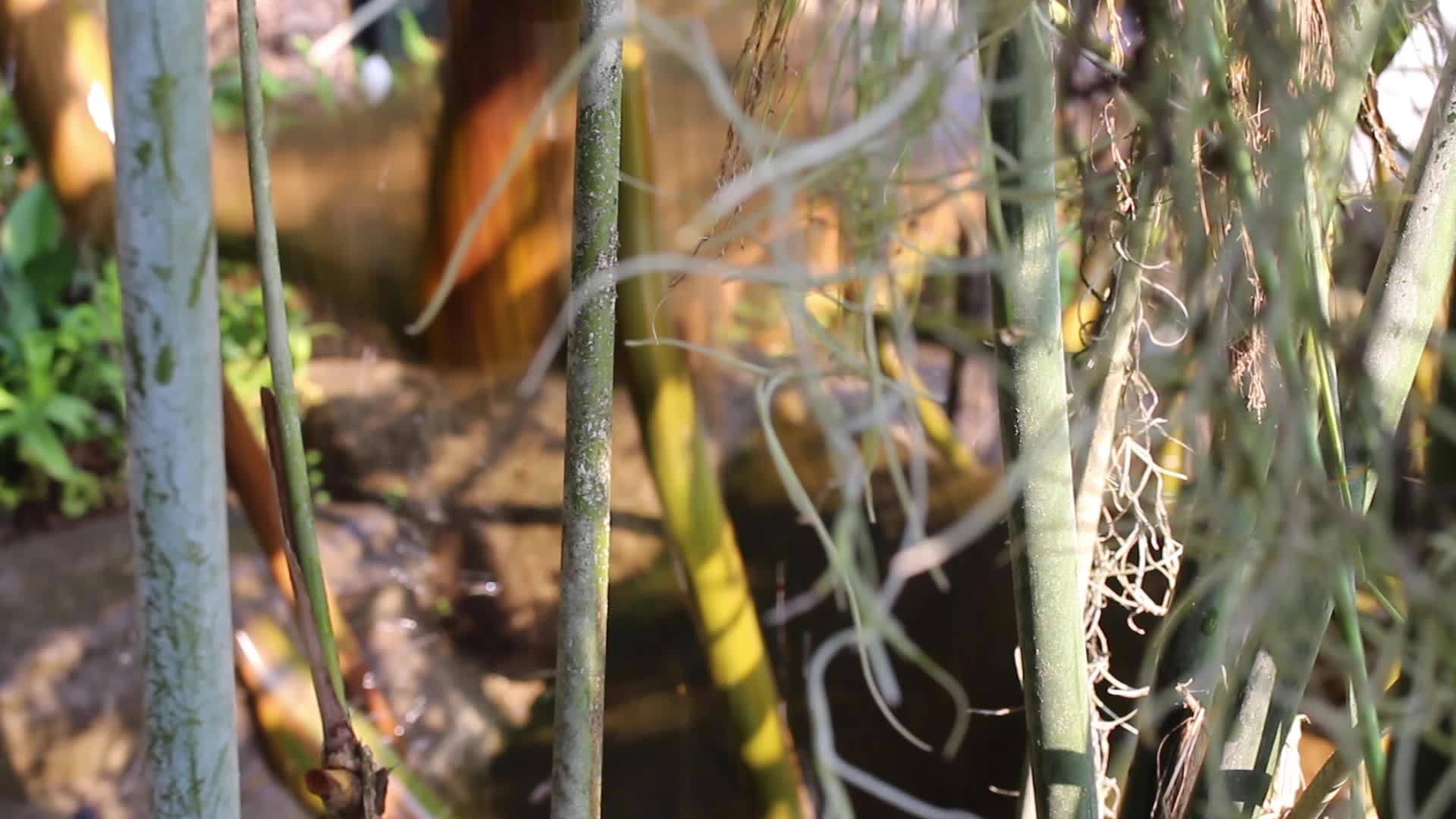灌溉设备视频的预览图