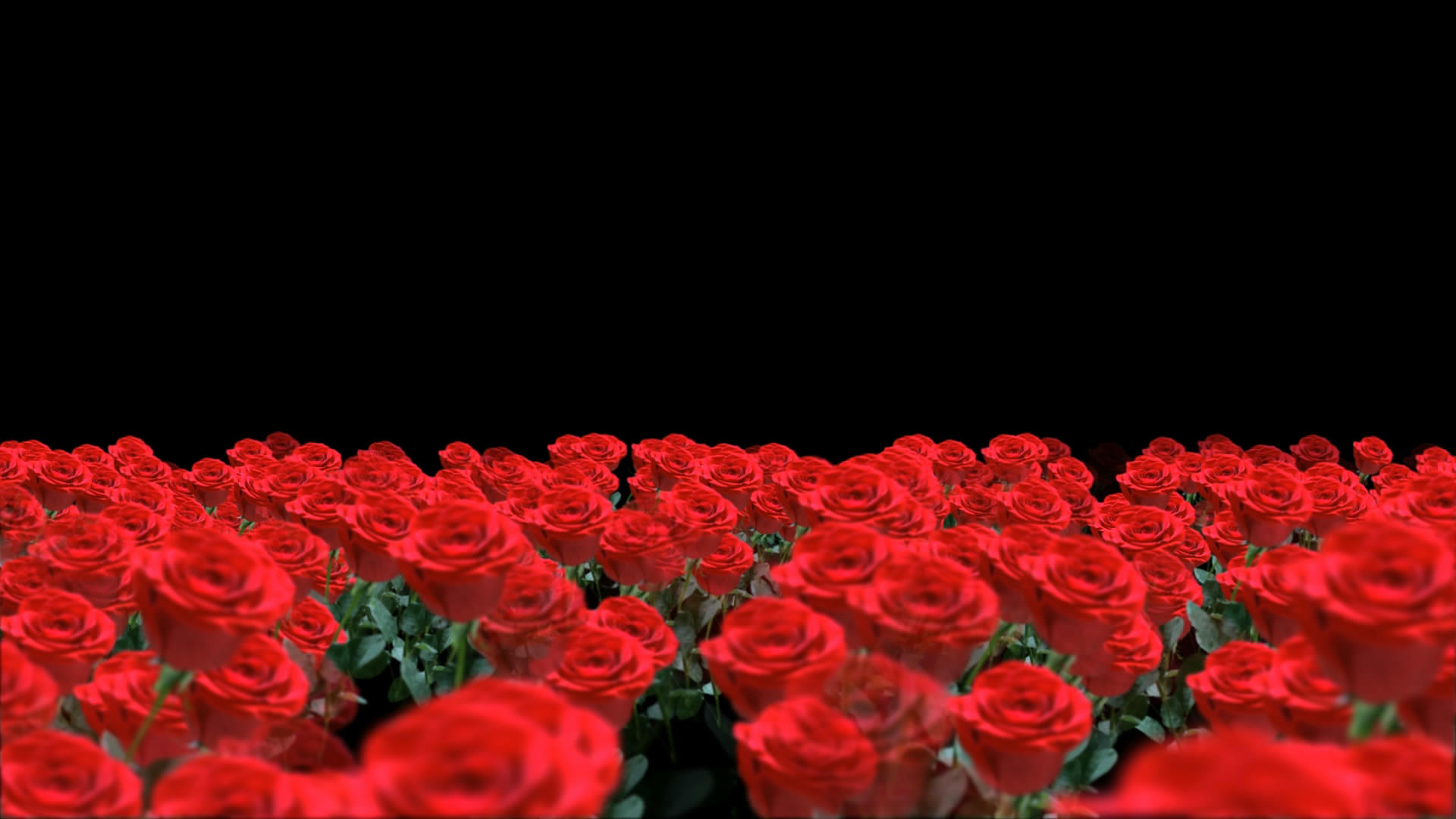 透明通道玫瑰花视频的预览图