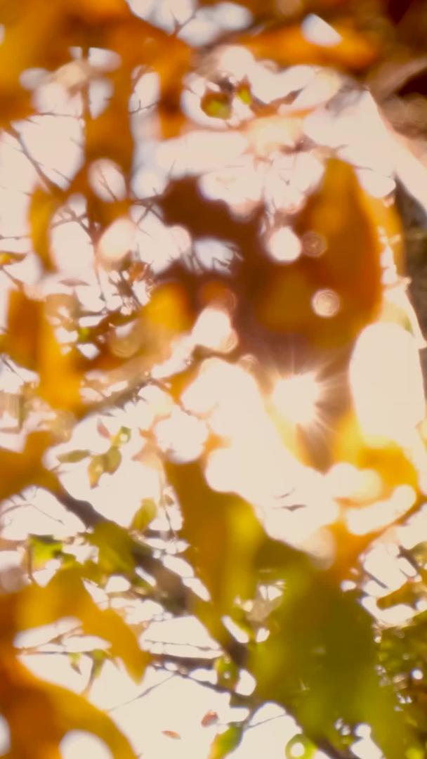 深秋逆光唯美树上的树叶果实视频的预览图