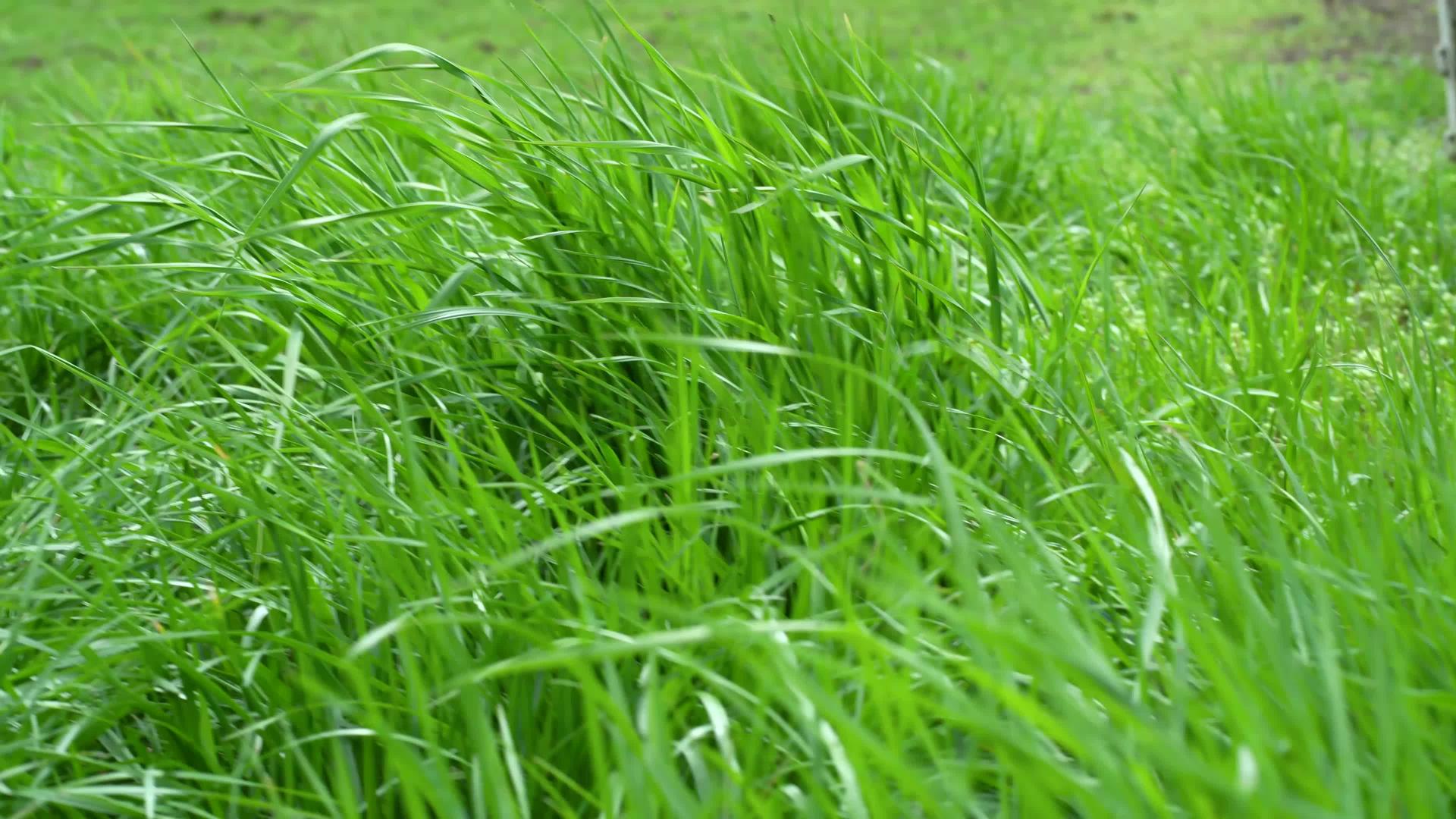 自然草甸草在风中缓缓摇摆美丽的绿色摇曳的草地随着风的微风慢慢移动视频的预览图