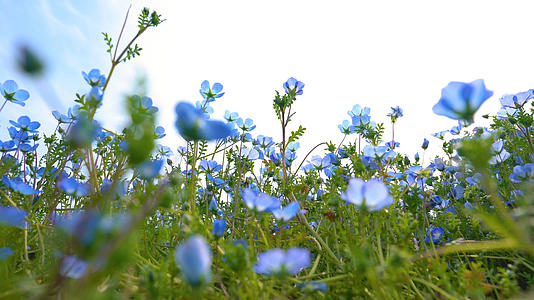 4k春天花卉蓝色喜林草花视频的预览图
