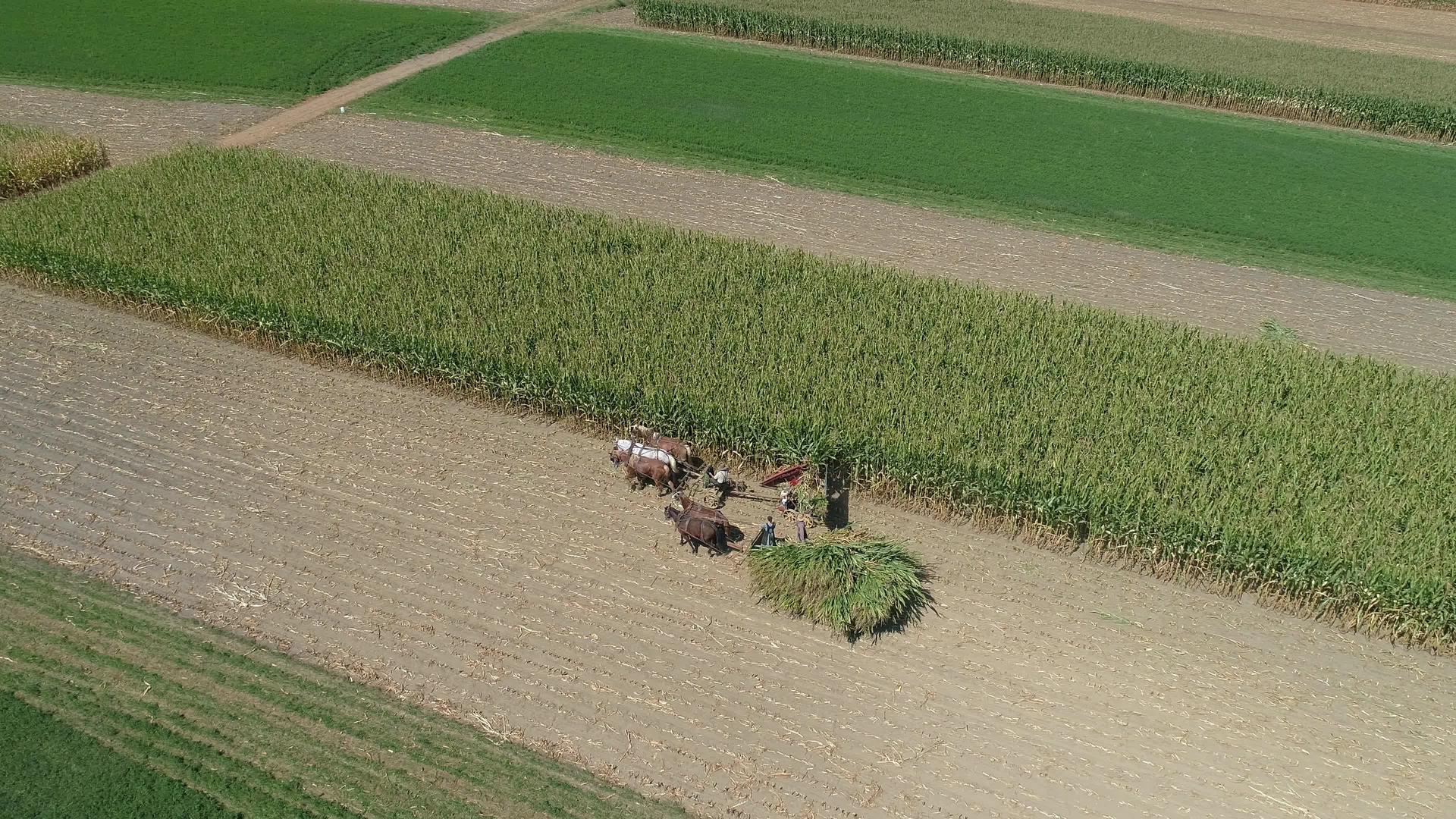阿米什家庭农场在阳光明媚的秋天收获玉米作物的鸟瞰图视频的预览图