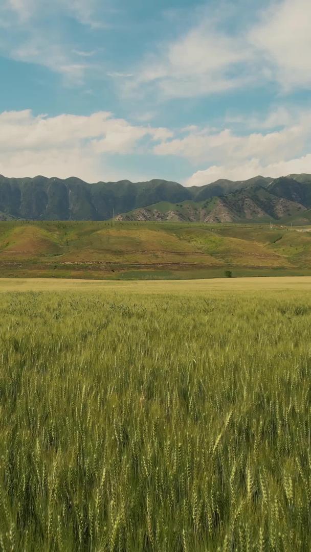 拍摄新疆伊犁金麦田和天山山脉视频视频的预览图