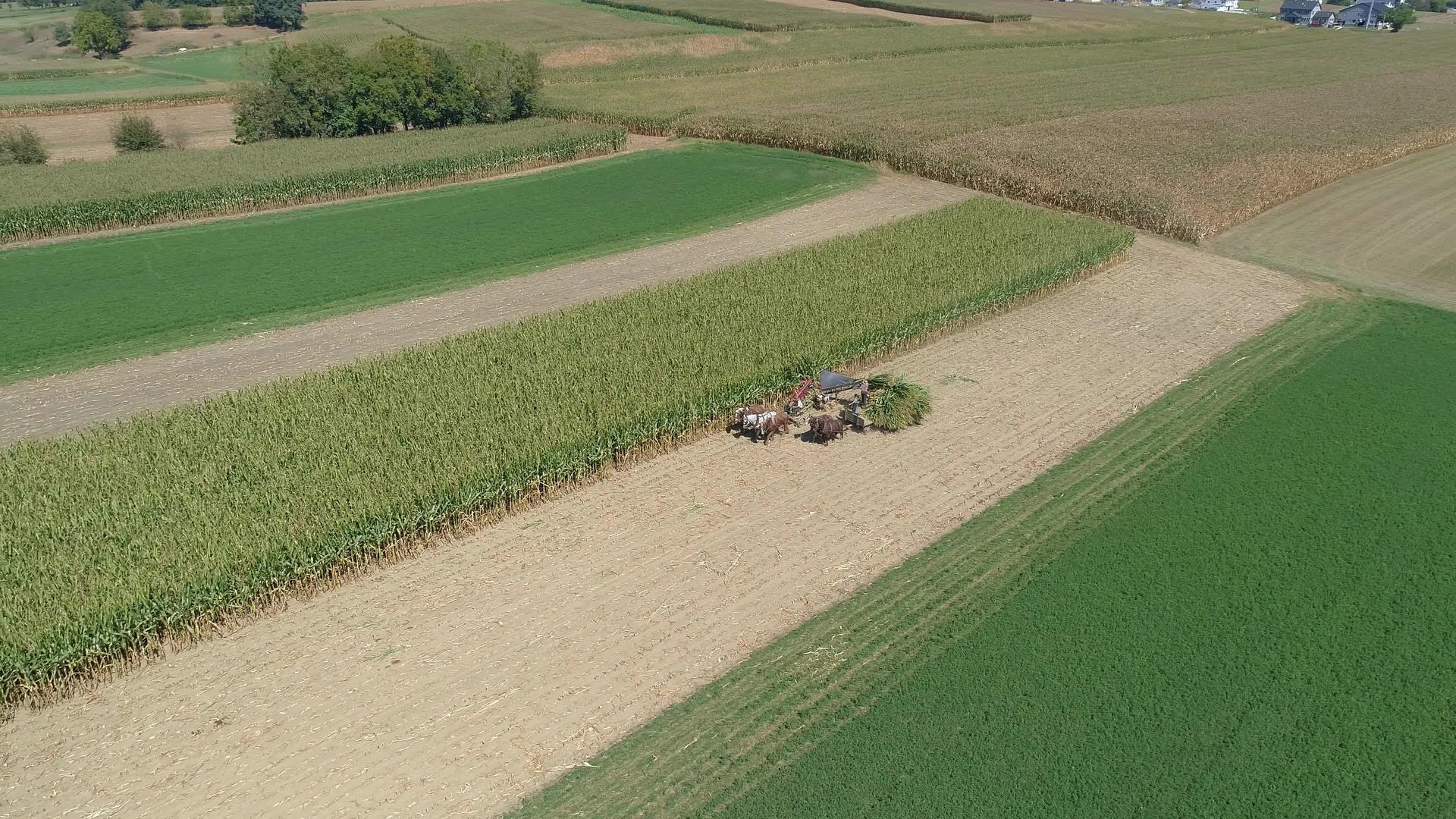 阿米什家庭农场在阳光明媚的秋天收获玉米作物视频的预览图