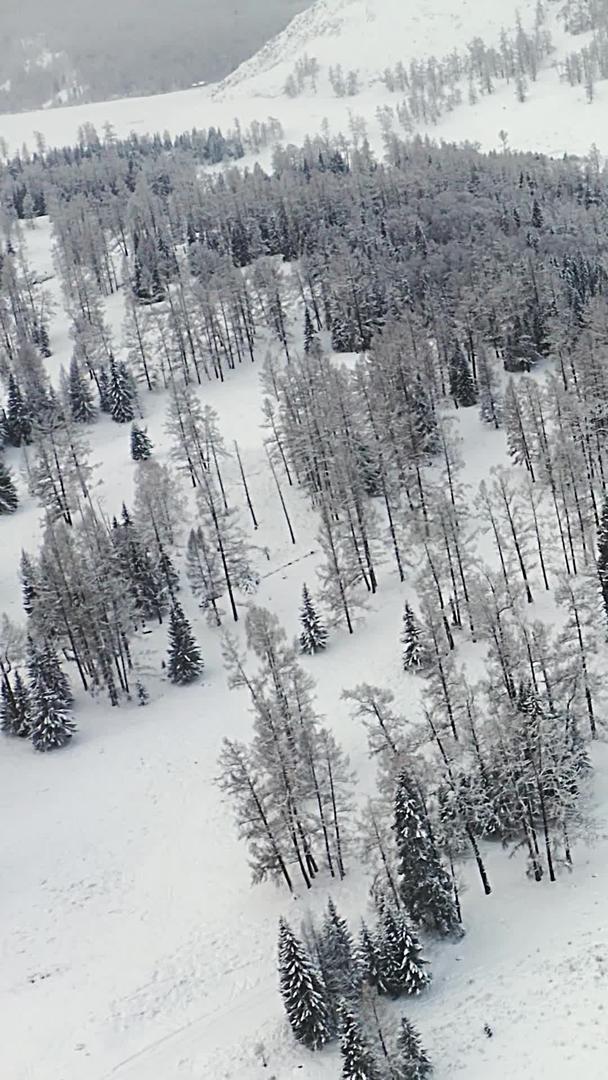 新疆冬季原始森林雪景航拍视频的预览图
