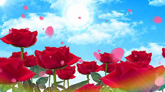 4K唯美的玫瑰花背景视频素材视频的预览图