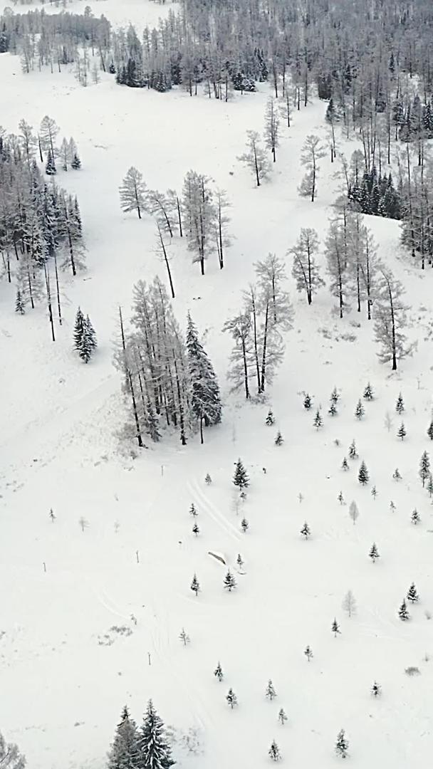 新疆冬季原始森林雪景航拍视频的预览图