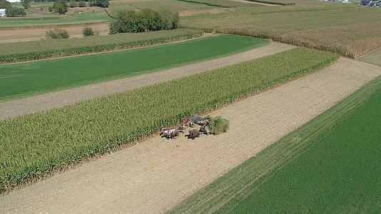 秋天阳光明媚阿米什家庭农场收获玉米作物视频的预览图
